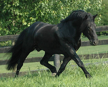 Black Gorgeous, horse, stallion, animals, cavalo HD wallpaper