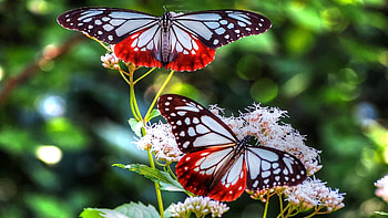 Butterflies, Patterns, Macro, Lines, Insect HD wallpaper