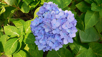 Flowers, Lilac, Bush, Hydrangea HD wallpaper
