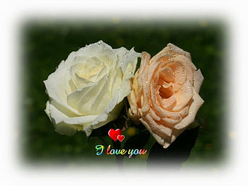 I LOVE YOU ROSES, pink, roses, love, cream HD wallpaper