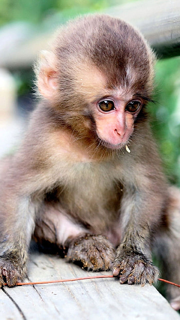 22 monkey mobile, Monkey , 22 mobile HD phone wallpaper