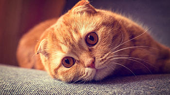 Red, Scottish Folds HD wallpaper