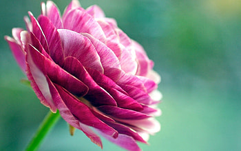 Flower, Macro, Bud, Stem, Stalk, Dissolved, Blossomed HD wallpaper