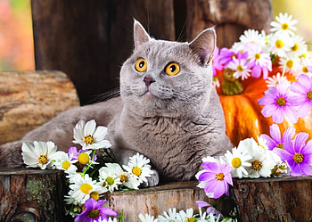 cats, jj, beautuful, animals HD wallpaper