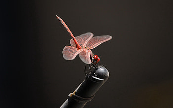 Pink, Macro, Insect, Flight HD wallpaper