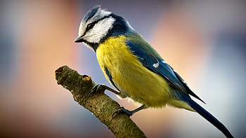 Birds, Animals HD wallpaper