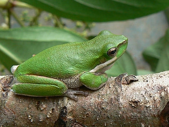 GREEN FROG ON BRANCH, branch, frog, green, tree HD wallpaper