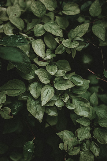 Leaves, Bush, Macro, Branches, Veins HD phone wallpaper