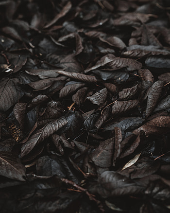 Autumn, Macro, Dark, Wet, Foliage, Humid HD phone wallpaper