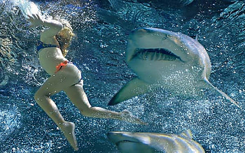 Shark Attack, sexy, swimsuit, wildlife, women, sharks, fish HD wallpaper