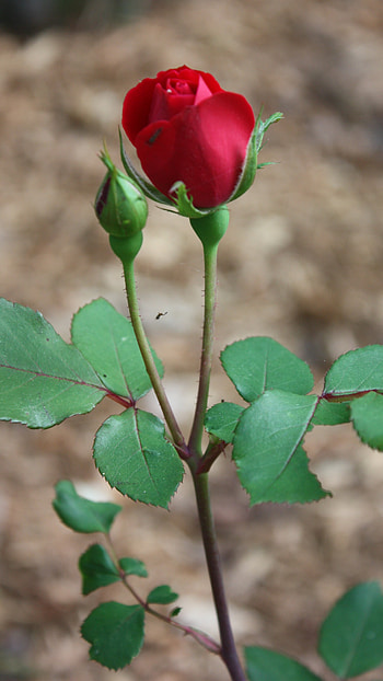 Red Rose, Simple Red Rose HD phone wallpaper