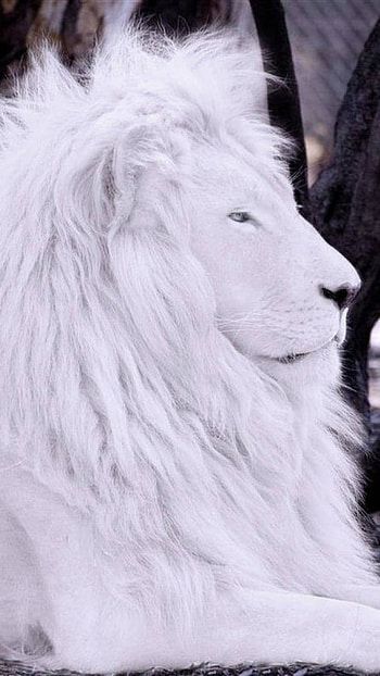 White Lion, White, Lion, King HD phone wallpaper