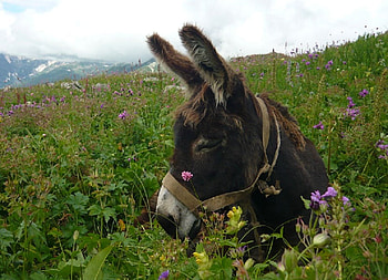 Donkey 