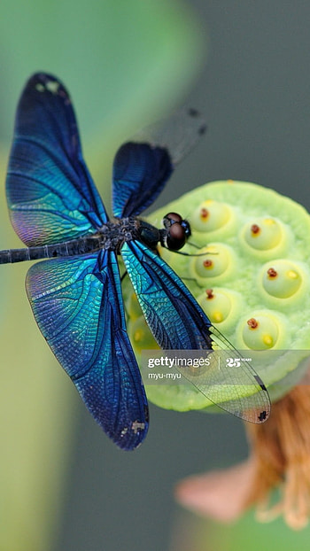 Dragonfly, Beautiful Insect HD phone wallpaper