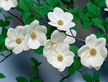 Virginal White, white, leaves, petals, green, flowers HD wallpaper