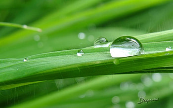 Raindrops shining on green grass, rain, graphy, raindrops, , drops, grass, spring, summer, dewdrops, abstract, field, close-up, , dew, macro HD wallpaper