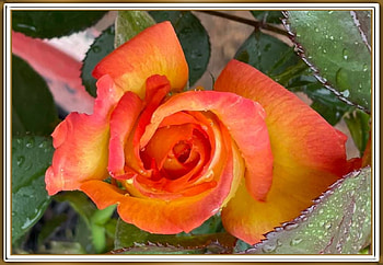 BEAUTIFUL ROSE, FLOWER, PRETTY, NATURE HD wallpaper