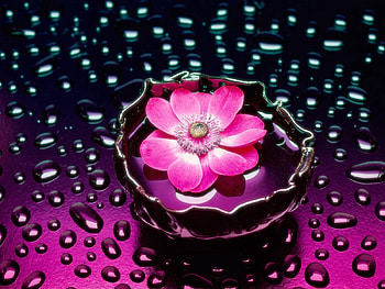 Flowers, Water, Background, Drops, Flower, Vase HD wallpaper