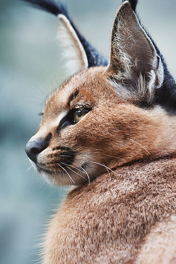 Fascinating animals, Striking caracal, Captivating creature, Wildlife wonder HD phone wallpaper
