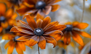 Flowers, summer, gazanie, black, flower, orange HD wallpaper