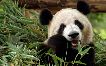 Bear panda, teeth, list, Bear, panda HD wallpaper