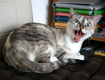 Hey! Some privacy, please!, cat, shocked, please, privacy HD wallpaper