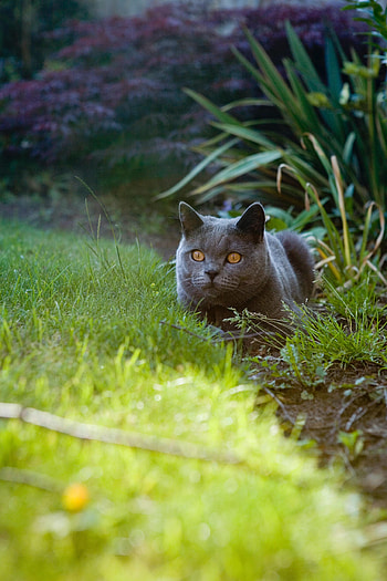 Animals, Grass, Cat, Pet, Sight, Opinion, British Cat HD phone wallpaper