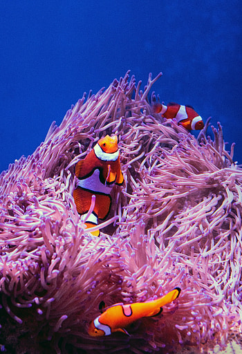 Fish, animal, underwater HD phone wallpaper