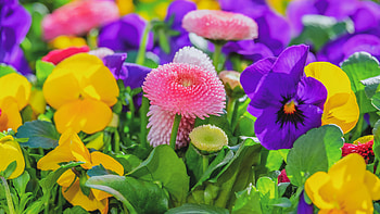 Pink White Yellow Purple Daisy Pansy Flowers Green Leaves Plants Flowers HD wallpaper