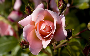 Plants, Flowers, Roses HD wallpaper