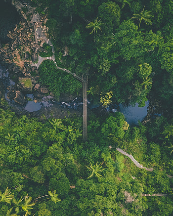 Nature, Rivers, View From Above, Forest, Bridge HD phone wallpaper