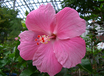 Flowers, Pink, Close-Up, Hibiscus, Stamen HD wallpaper