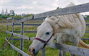 Animals, Grass, Muzzle, Horse, Corral HD wallpaper
