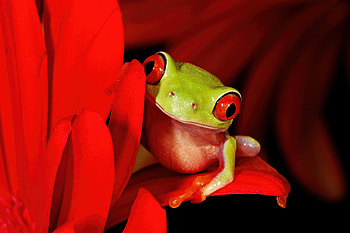 Animal, red-eyed tree frog HD wallpaper