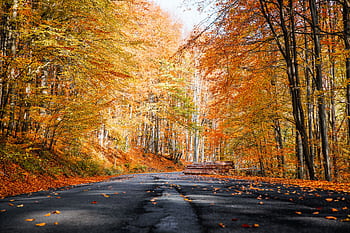 Discover a que road lined with colorful fall foliage, offering a serene autumn landscape experience. HD wallpaper