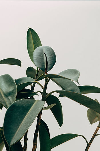 Close-up of rubber plant leaves with vibrant green hues against a minimalist off-white background. HD phone wallpaper