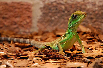 Reptiles-at-Jungle, cool, reptiles, , at-jungle HD wallpaper