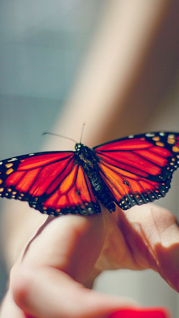 Orange Butterfly, nature HD phone wallpaper