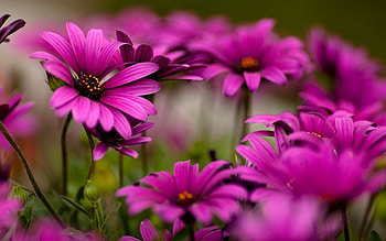 Plants, Flowers HD wallpaper