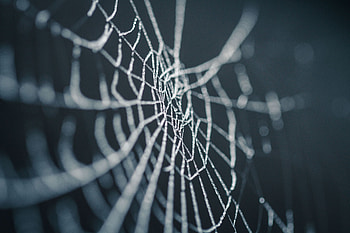 Web, Macro, Wet, Close-Up, Dew HD wallpaper