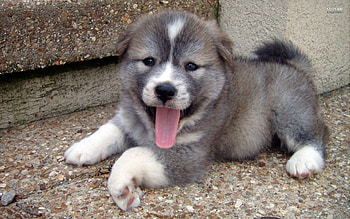 puppy, dogs, sitting, animals HD wallpaper