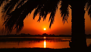 Palm tree silhouette at sunset reflecting over a tranquil river creates a peaceful scenery. HD wallpaper