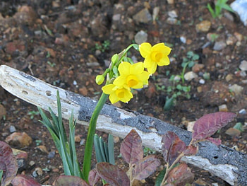 PRETTY DAFFODIL, PRETTY, FLOWER, , DAFFODIL HD wallpaper