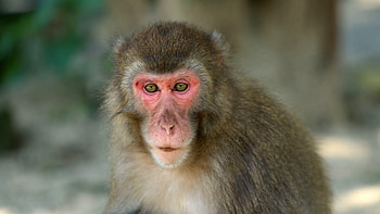 Monkey, monkey queen, love triangle, Japanese culture HD wallpaper