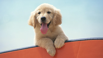 Animals, Dogs HD wallpaper