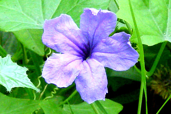 Flower, nature, flowers, mauve HD wallpaper