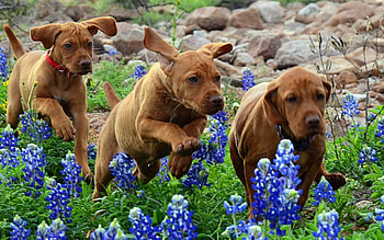 Dogs, dog, sweet, animal, cute, beautiful, puppys, puppy, pretty, animals, lovely HD wallpaper
