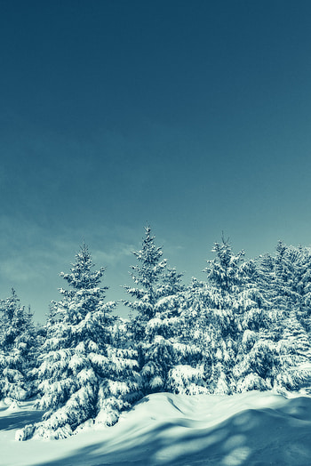 Winter, Nature, Trees, Sky, Snow, Snow Covered, Snowbound HD phone wallpaper