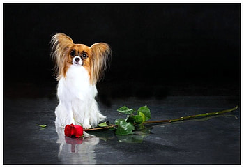A rose for Willow, rose, white, brown, butterfly dog, red, papillon HD wallpaper