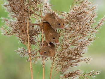 Mice, animal, summer, mouse, green, rodent HD wallpaper